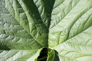 Yeşil çim arka plan. Fotoğraf.