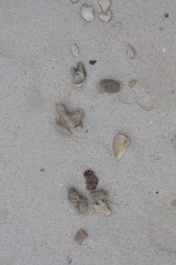 Deniz taşları ve kabukları ile kum. Fotoğraf.