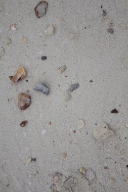 Deniz taşları ve kabukları ile kum. Fotoğraf.