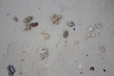 Deniz taşları ve kabukları ile kum. Fotoğraf.