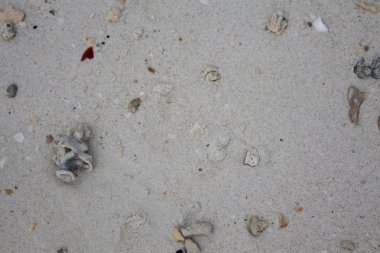 Deniz taşları ve kabukları ile kum. Fotoğraf.