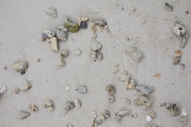 Deniz taşları ve kabukları ile kum. Fotoğraf.