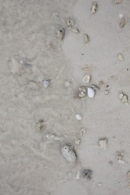 Deniz taşları ve kabukları ile kum. Fotoğraf.