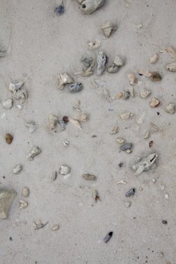 Deniz taşları ve kabukları ile kum. Fotoğraf.