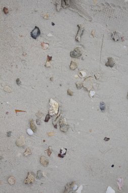 Deniz taşları ve kabukları ile kum. Fotoğraf.