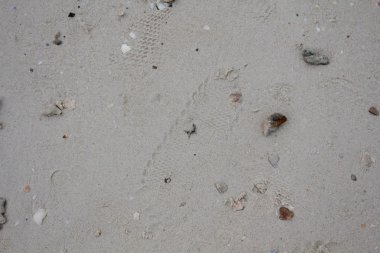 Deniz taşları ve kabukları ile kum. Fotoğraf.