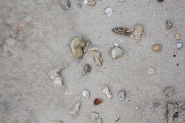 Deniz taşları ve kabukları ile kum. Fotoğraf.