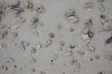 Deniz taşları ve kabukları ile kum. Fotoğraf.