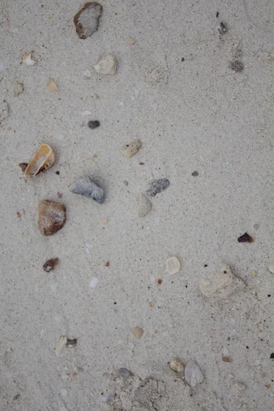 Deniz taşları ve kabukları ile kum. Fotoğraf.