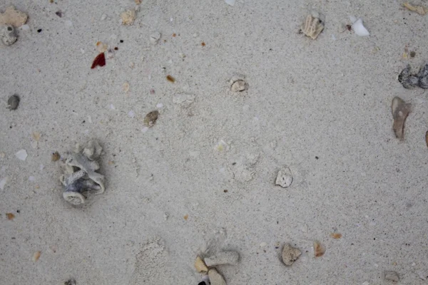 Deniz taşları ve kabukları ile kum. Fotoğraf.