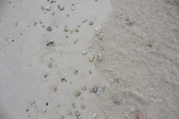 Deniz taşları ve kabukları ile kum. Fotoğraf.