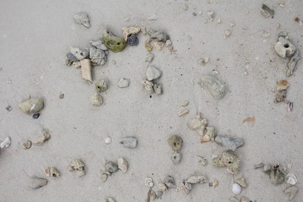 Deniz taşları ve kabukları ile kum. Fotoğraf.
