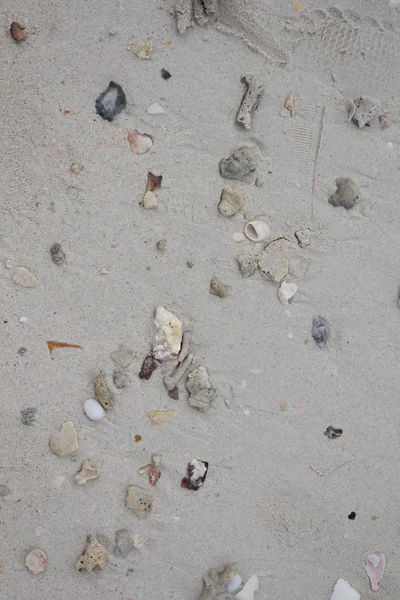 Deniz taşları ve kabukları ile kum. Fotoğraf.