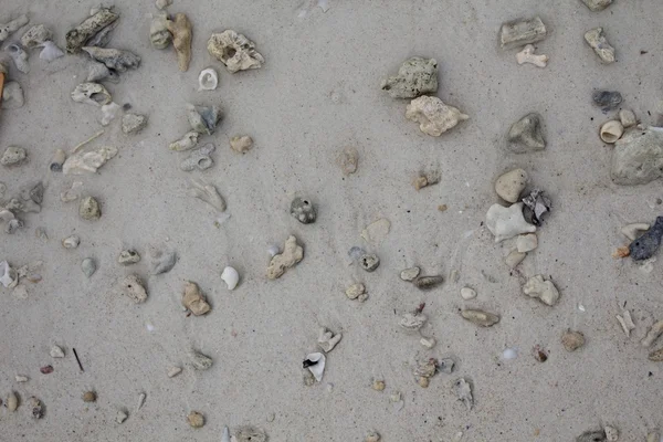 Deniz taşları ve kabukları ile kum. Fotoğraf.