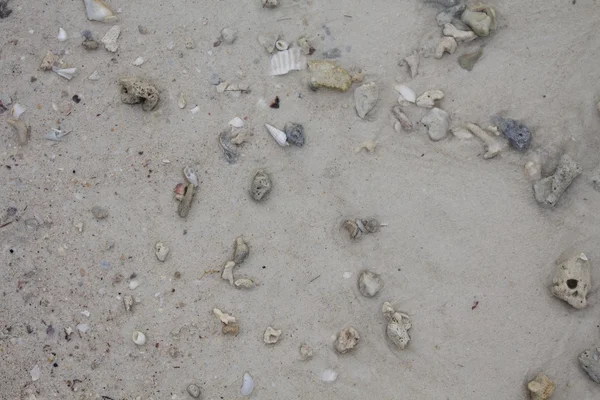 Морський пісок з камінням і мушлями. Фотографія . — стокове фото
