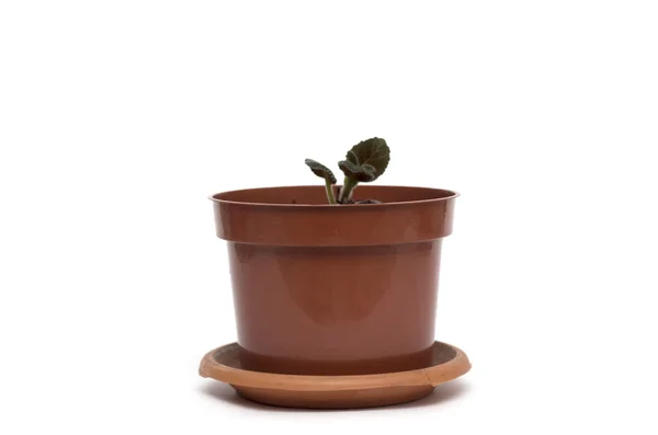 Flower in a pot. Photo. — Stock Photo, Image