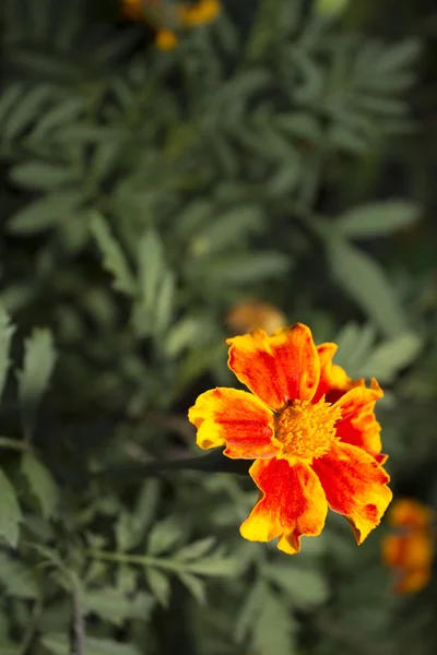 Oransje gulvbelegg - ringblomster. Foto . – stockfoto