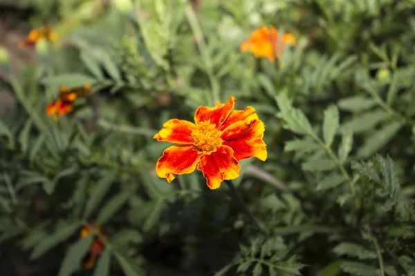 Turuncu flovers - marigolds. Fotoğraf.