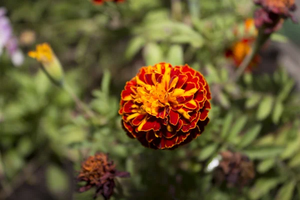 Orange blommor - ringblommor. Foto. — Stockfoto