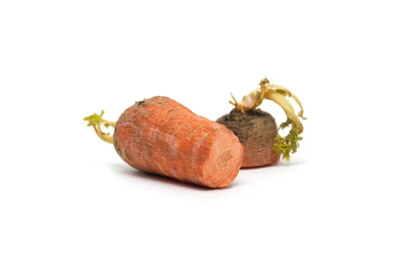 Old sprouted carrots. Photo. — Stock Photo, Image