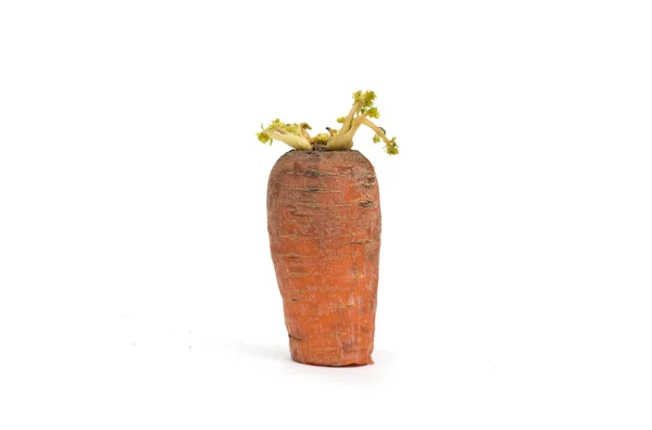 Régi csírázott sárgarépa. Fénykép. — Stock Fotó
