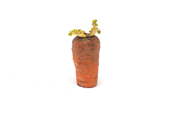 Old sprouted carrots. Photo.