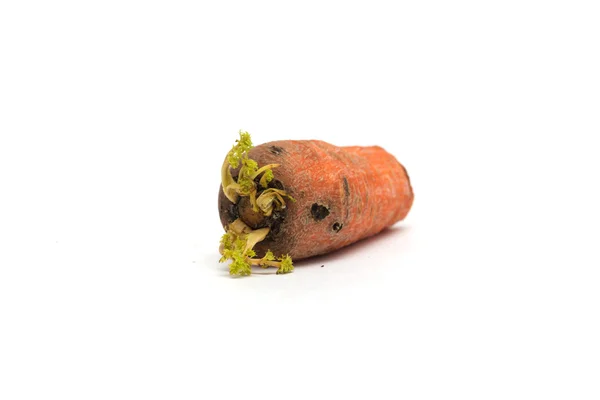 Viejas zanahorias germinadas. Foto: . — Foto de Stock