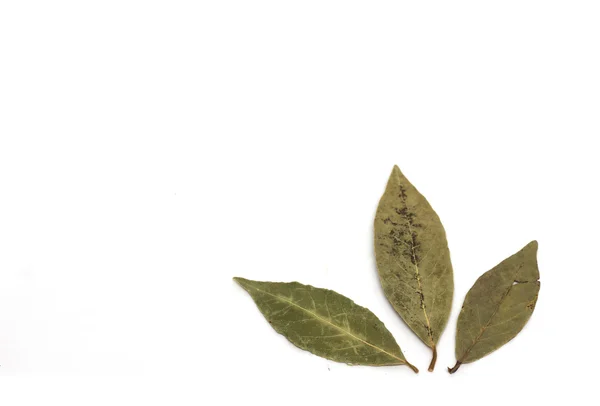 Bay leaf. Photo. — Stock Photo, Image