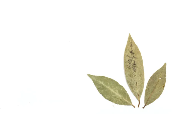 Bay leaf. Photo. — Stock Photo, Image