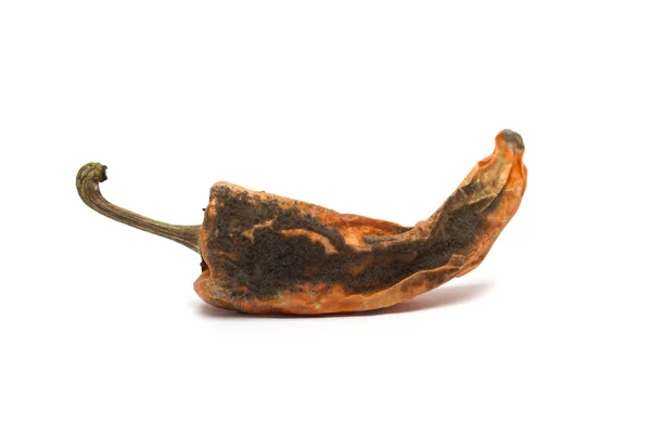 Torkad röd paprika. Foto. — Stockfoto