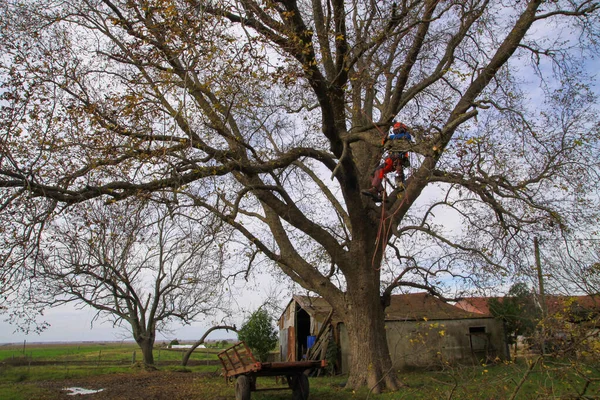 Ağaç cevizi 1017 'de ağaçta çalışan profesyonel budama dalları.