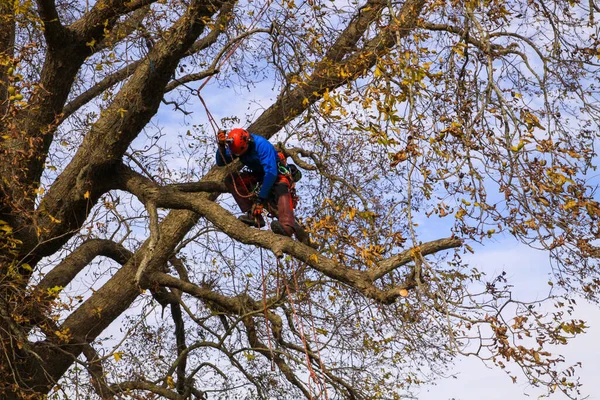 Ağaç cevizinde ağaç kesen profesyonel budama dalaları.