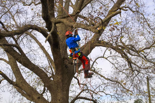 Ağaç cevizi 10-14 'te ağaçta çalışan profesyonel budama dalları.
