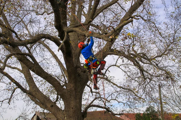 Ağaç cevizi 1013 'te ağaçta çalışan profesyonel budama dalları.