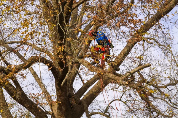 Ağaç cevizi 1011 'de ağaçta çalışan profesyonel budama dalları.