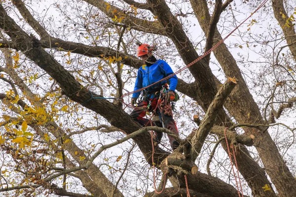 Ağaç cevizi 10 'da ağaçta çalışan profesyonel budama dalaları.