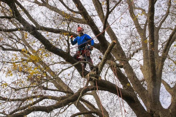 Ağaç cevizi 109 'da ağaçta çalışan profesyonel budama dalları.