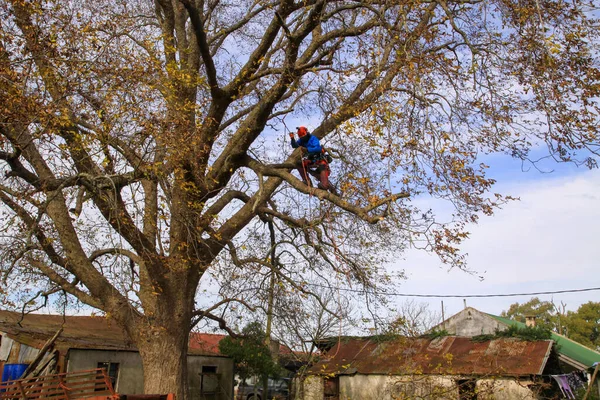 Ağaççı profesyonel işçi ağaç cevizi 107 'de budama dalası.