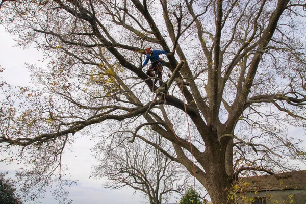 Ağaç cevizi 106 'da ağaçta çalışan profesyonel budama dalları