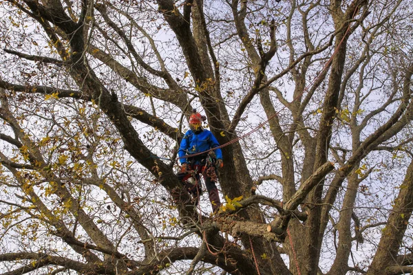 Ağaç cevizi 105 'te ağaçta çalışan profesyonel budama dalları.