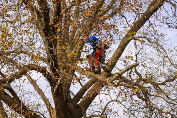 Ağaç cevizi 103 'te ağaçta çalışan profesyonel budama dalları.