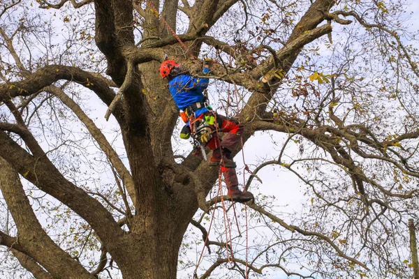 Ağaç cevizi 10-2 'de ağaçta çalışan profesyonel budama dalları.