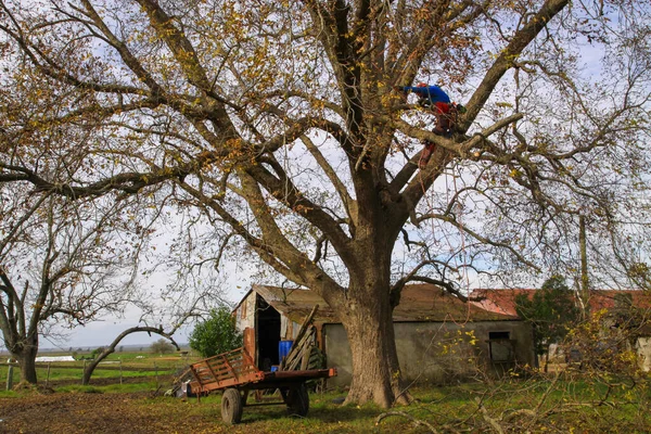 Ağaççı, profesyonel, ağaç cevizinde budama dalası 101.