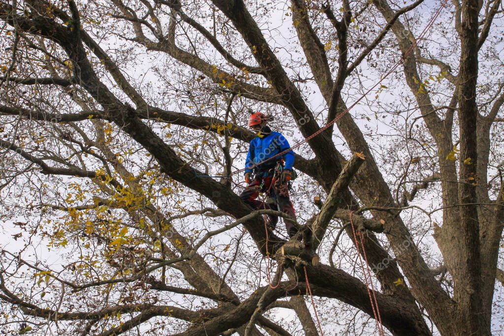Arborista trabajando de ciruela en un árbol de nogal 10 2023