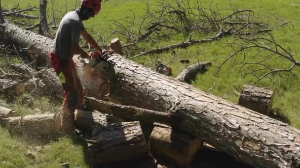 Operador Motosierra Profesional Cortando Pino — Vídeo de stock