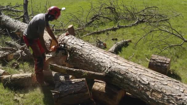 Professional Chainsaw Operator Cutting Pine Tree — Stock Video