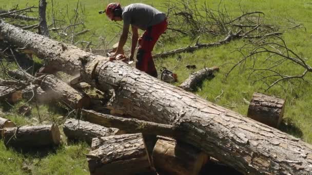 Professionele Kettingzaag Operator Snijden Van Een Dennenboom — Stockvideo