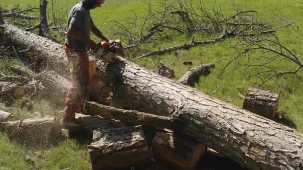 Profesyonel Elektrikli Testere Operatörü Çam Ağacı Kesiyor — Stok video