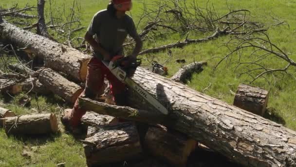 Profesyonel Elektrikli Testere Operatörü Çam Ağacı Kesiyor — Stok video