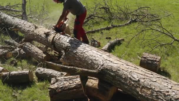 Operador Motosierra Profesional Cortando Pino — Vídeo de stock